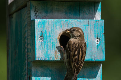 Close-up of sparrow perching on wooden birdhouse