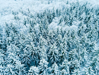 Full frame shot of snow covered tree
