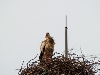 Low angle view of bird perching on nest against sky