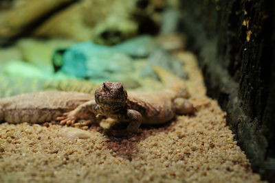 Close-up of frog on rock