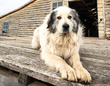 Portrait of dog sitting on wood