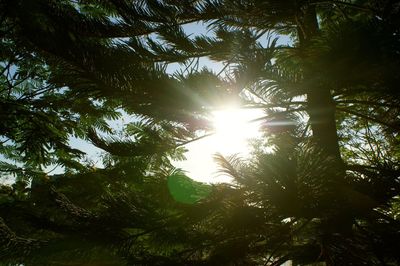 Low angle view of trees in forest against sky