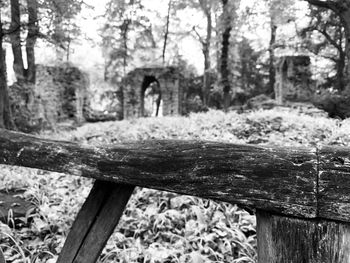 Close-up of old tree trunk in forest