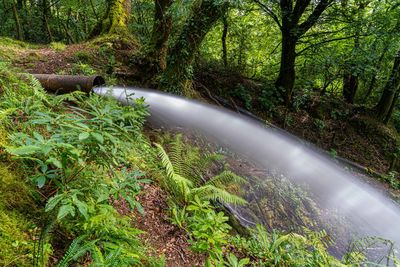 Running water through forest with long exposure to create blurred water effect 