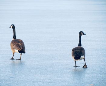 Ducks on a lake