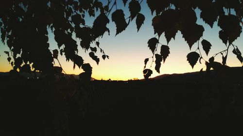 Silhouette trees on landscape against sky during sunset