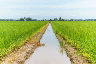 Scenic view of rice field against sky