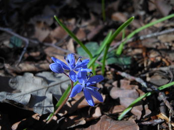 Close-up of purple crocus flowers on field