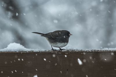 Close-up of bird perching on snow