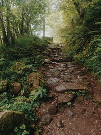 Footpath in forest