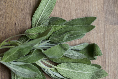 High angle view of fresh green plant