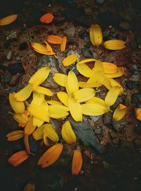 Close-up of yellow leaves