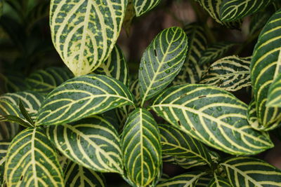 Full frame shot of green leaves