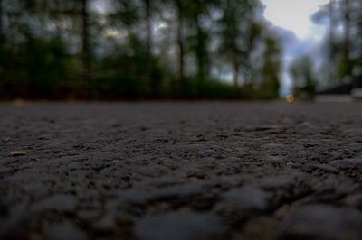 Surface level of street amidst trees in city