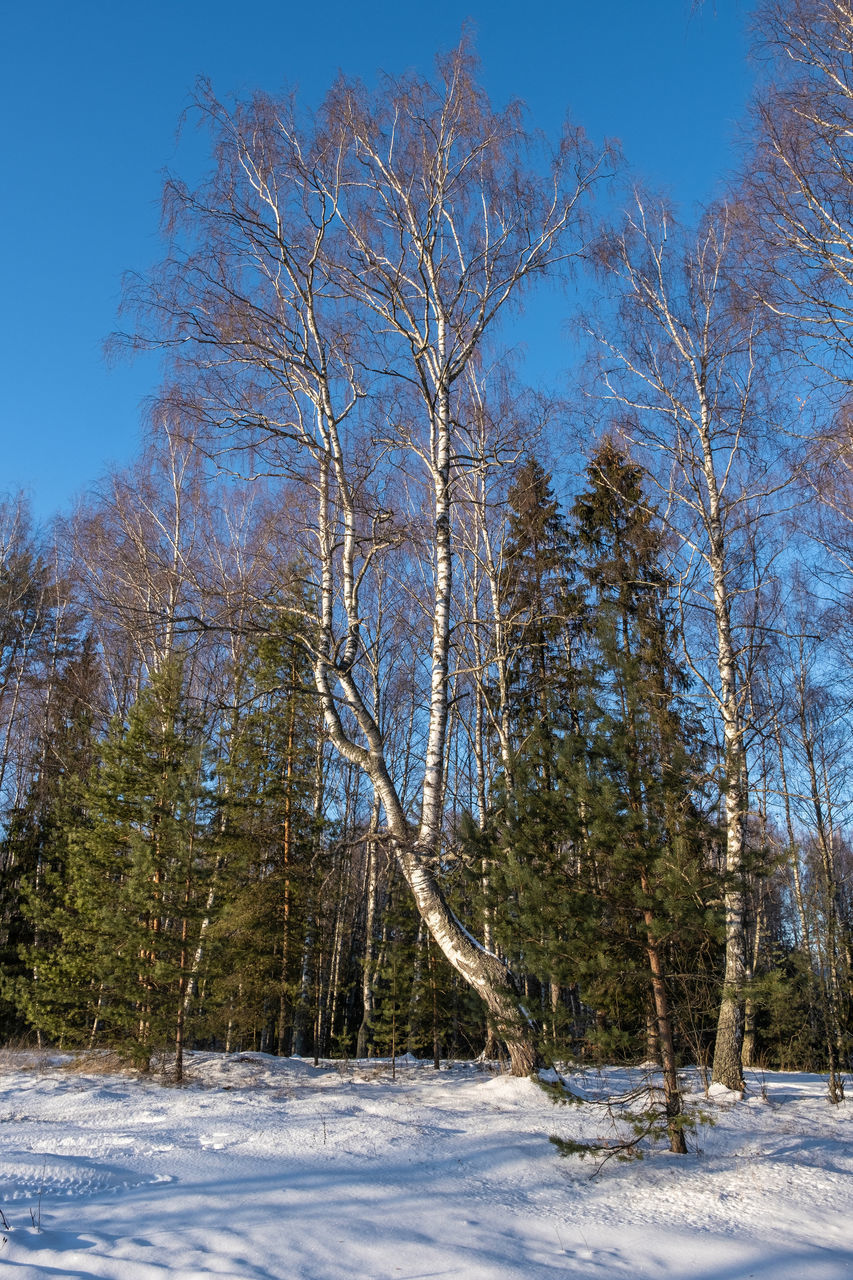 TREES ON SNOW COVERED LAND