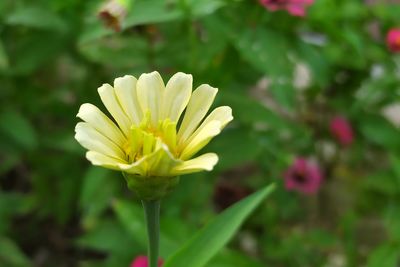 Close-up of yellow flowering plant