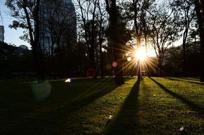 Sunlight streaming through trees in park