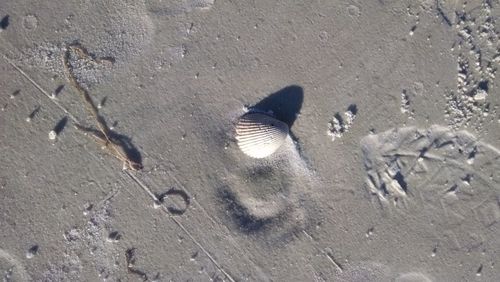 High angle view of birds on sand