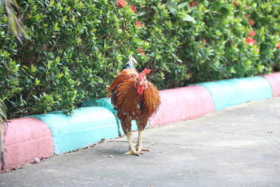 View of a rooster