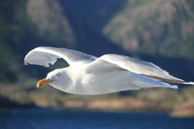 Scenic view of seagull flying over water