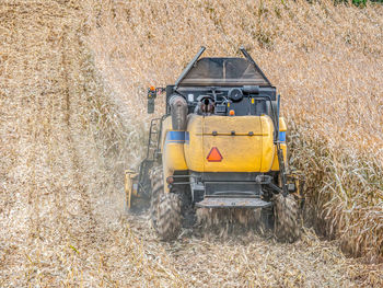 Sweetcorn harvesting with reaping machine harvester