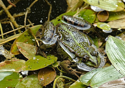 High angle view of frog in water