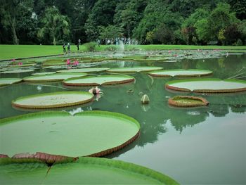 View of lotus water lily in lake