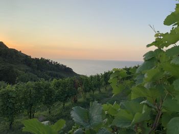 Scenic view of sea against sky during sunset