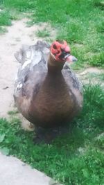 High angle view of duck in field