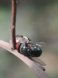 Close-up of housefly