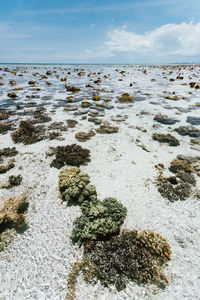 Scenic view of sea shore against sky