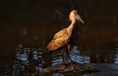 Bird perching on a lake