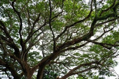 Low angle view of tree against sky