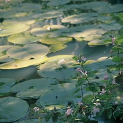 Close-up of flowering plant against lake