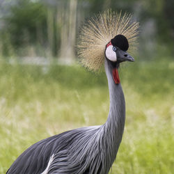 Close-up of grey crowned crane