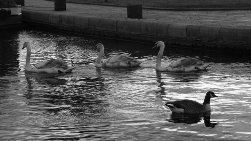 Birds in calm water