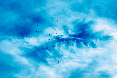 Low angle view of birds flying against sky