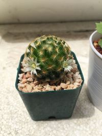 High angle view of potted cactus plant