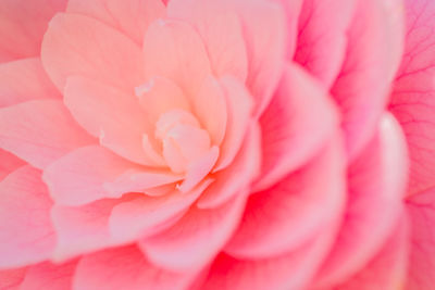 Full frame shot of pink rose