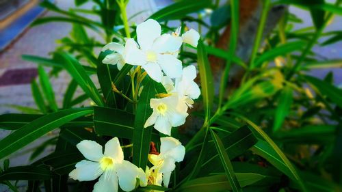 Close-up of white flowering plant