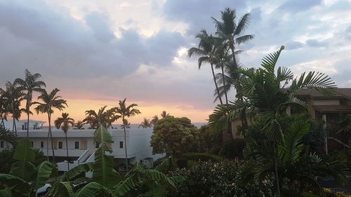 Palm trees against sky during sunset