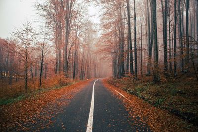Road amidst trees in forest