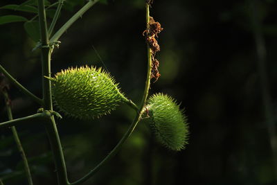 Green datura wrightii seed pods or datura seed pods on the tree