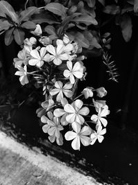 Close-up of flowers blooming outdoors