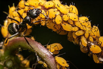 yellow