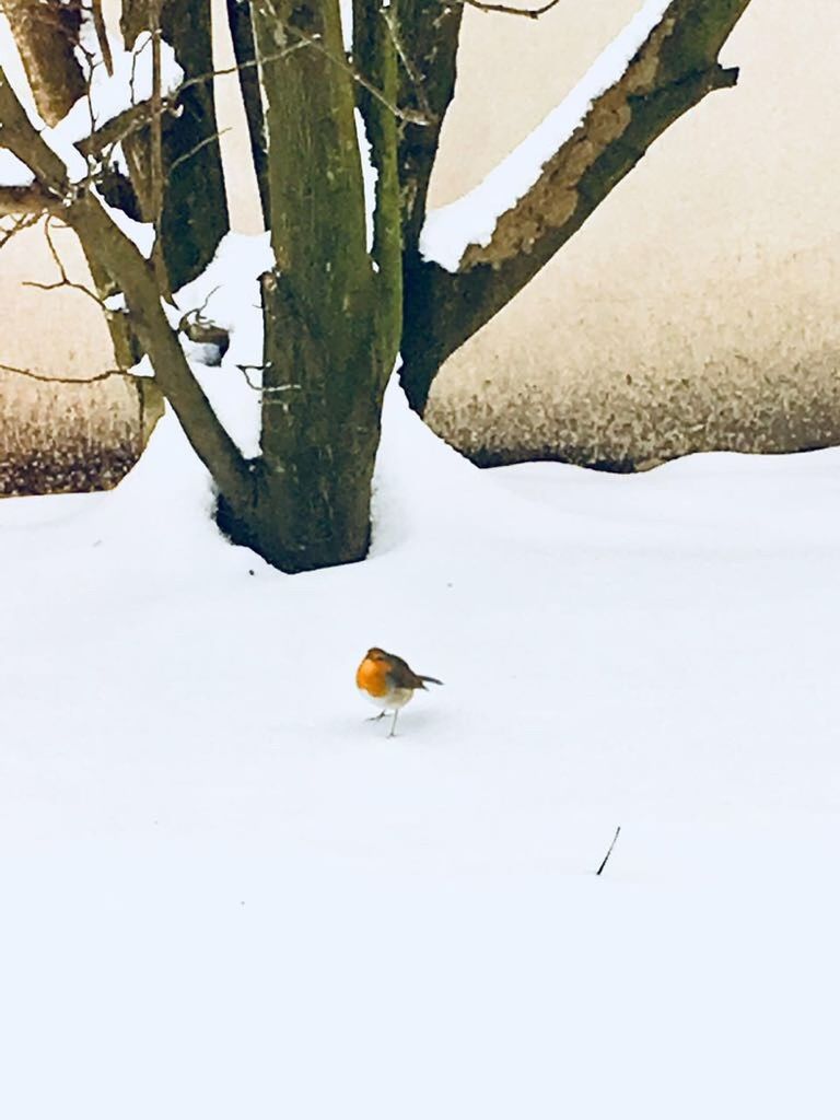 BIRD PERCHING ON SNOW COVERED FIELD