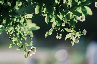 Close-up of plant against blurred background