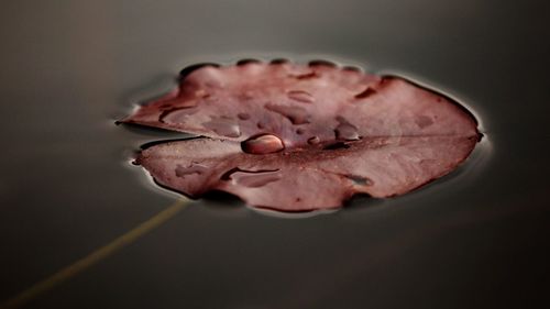 Close-up of wilted rose in water