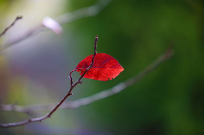 Close-up of red leaves on plant during autumn