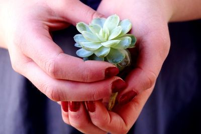 Close-up midsection of woman holding succulent plant